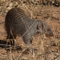 Banded Mongoose