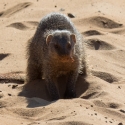 Banded Mongoose