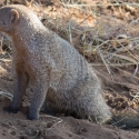 Banded Mongoose