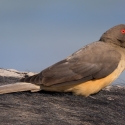 Yellow billed oxpecker