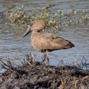 Hammerkop