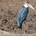 Marabou stork