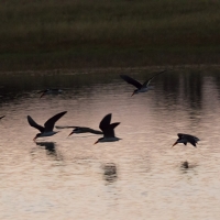 African skimmers