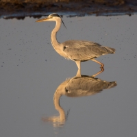 Grey Heron