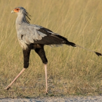 Secretarybird