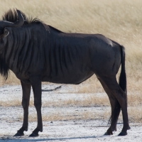 Wildebeest