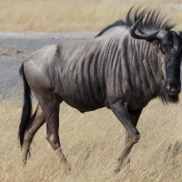 Wildebeest