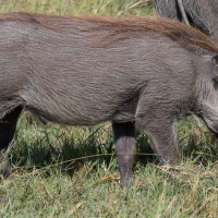 Warthog