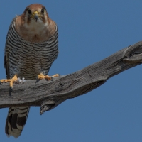 Red-necked Falcon