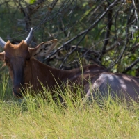 Tsebe Antelope