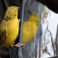 Golden Weaver