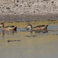 Hottentot Teals