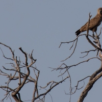 Brown Snake Eagle