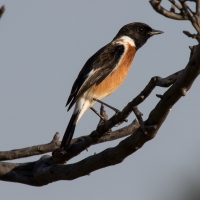 African Stonechat