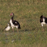 Spur-winged Geese