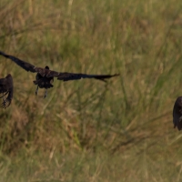 Spur-winged Geese