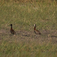 White-faced Whistling Duck