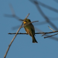 Little bee-eater