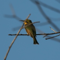 Little bee-eater