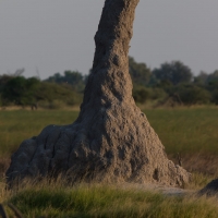 Termite mound