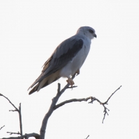 Dickinson's Kestrel