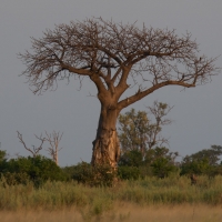 Baobab Tree