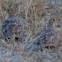 Double-Banded Sandgrouse