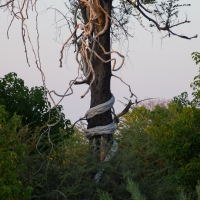 Phython climber vine