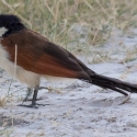 Senegal coucal