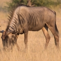 Wildebeest