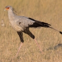 Secretarybird