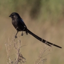 Magpie Shrike