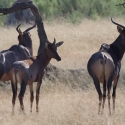 Wildebeest