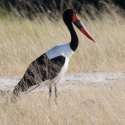 Saddle-Billed Stork