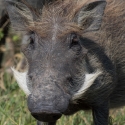 Warthog