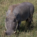 Warthog