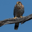 Red-necked Falcon