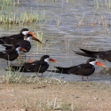 African Skimmers