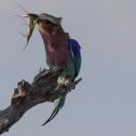 Lilac Breasted Roller