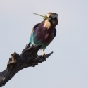 Lilac Breasted Roller