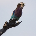 Lilac Breasted Roller