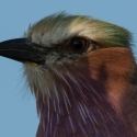 Lilac Breasted Roller