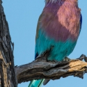 Lilac Breasted Roller