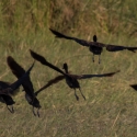 Spur-winged Geese