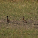 White-faced Whistling Duck