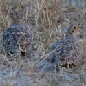 Double-Banded Sandgrouse