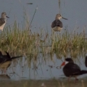 Greenshank