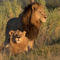 Lion and Lioness