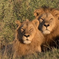 Lion and Lioness