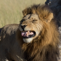 Male Lion